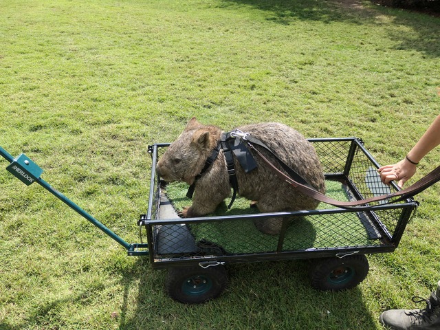 Wombat Walk 40_edit