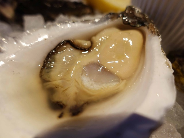 Sydney Rock Oysters 6_edit