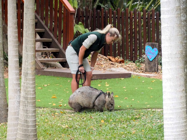 Wombat Walk 72_edit