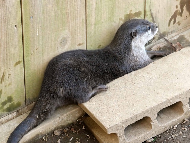 コツメカワウソ 6_edit