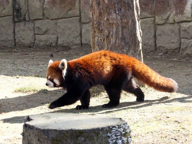 レッサーパンダ 3_edit