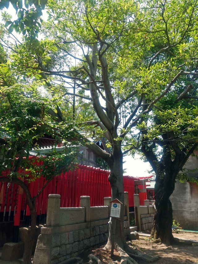 招霊木 3_edit