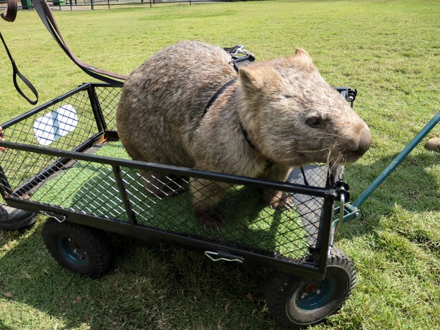 Wombat Walk 39_edit