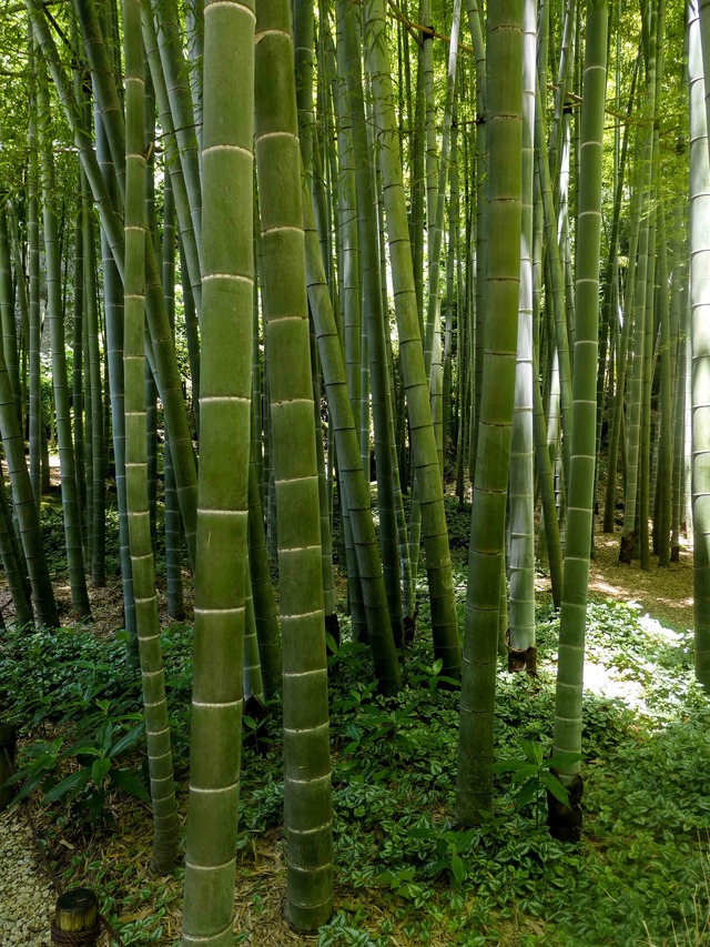 報国寺 vol.2 （神奈川県鎌倉市） : 食で奏でる旅の記憶