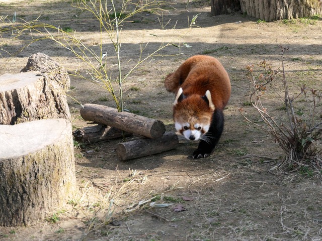 レッサーパンダ 11_edit