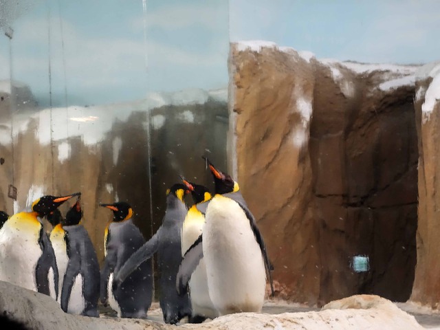 オウサマペンギン 1_edit