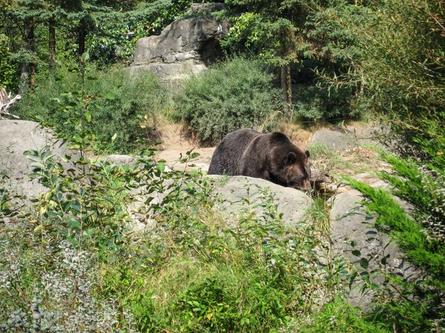 Brown Bear 6_edit