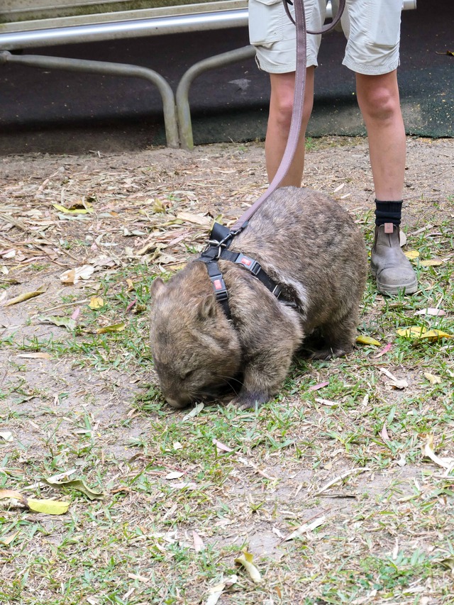 Wombat Walk 66_edit