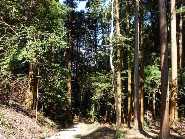 伊勢神宮遥拝所へ続く山道 5_edit