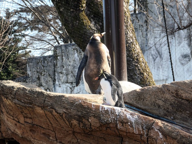 オウサマペンギン 3_edit