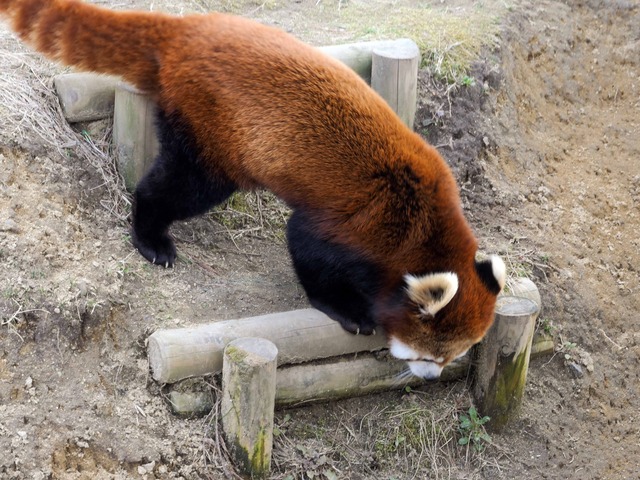 レッサーパンダ 12_edit
