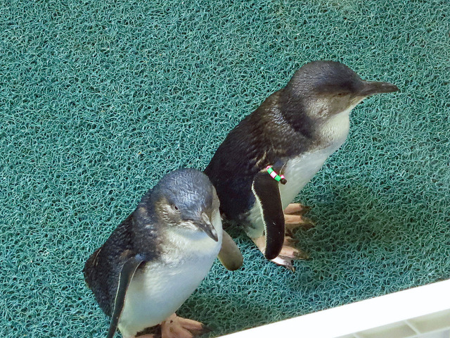 Little Blue Penguins 4_edit