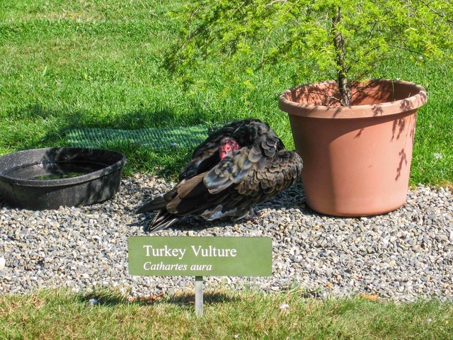 Turkey Vulture_edit