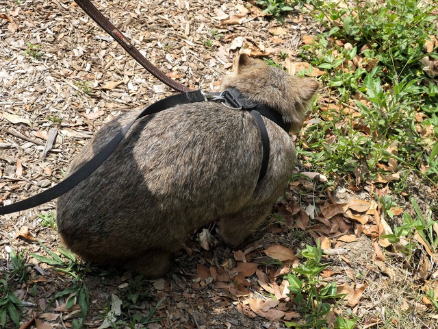 Wombat Walk 21_edit