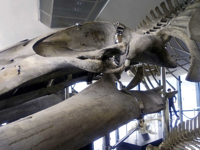 シロナガスクジラの骨格標本 8_edit