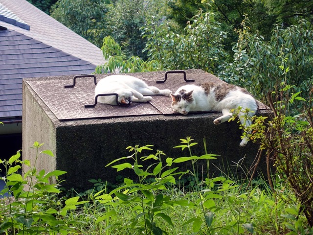 猫 8_edit