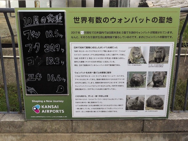世界有数のウォンバットの聖地_edit