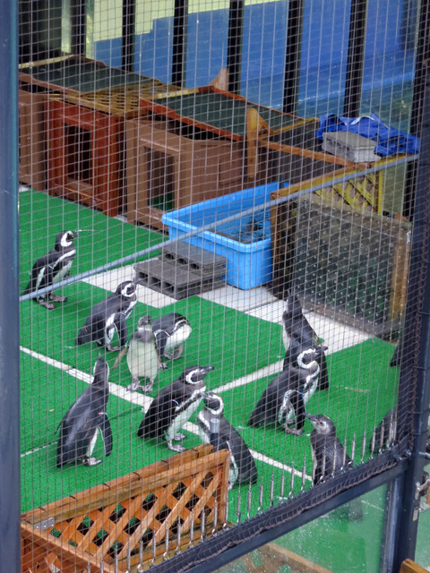 マゼランペンギン 2_edit