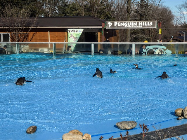 フンボルトペンギン 1_edit