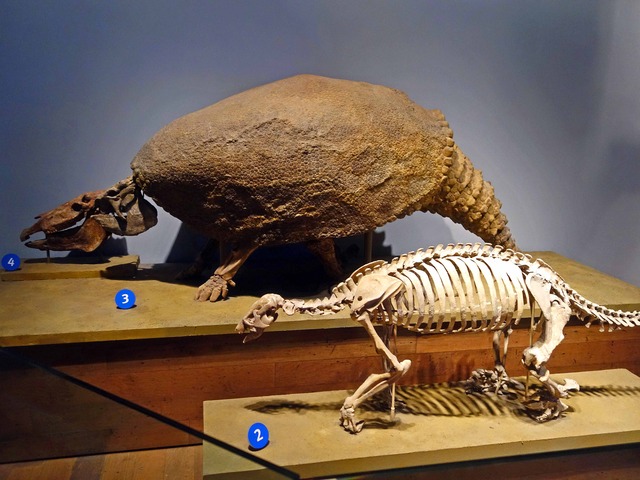 クリプトドンとGround Sloth の骨格標本_edit