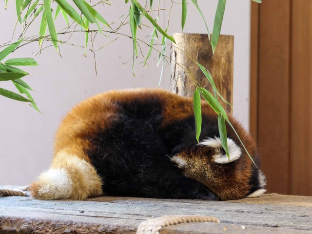 レッサーパンダ 5_edit