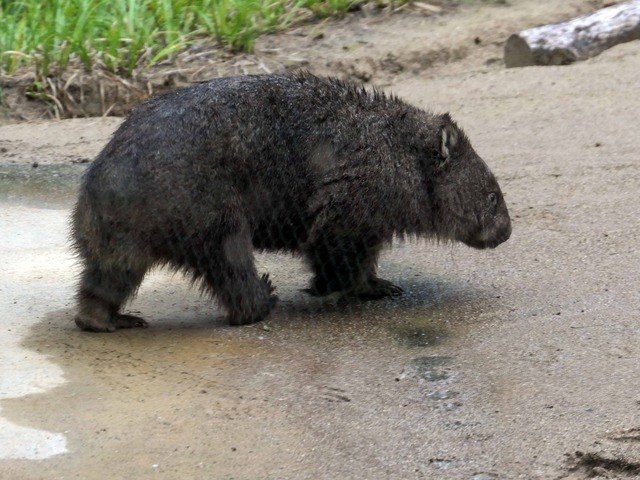 コウ 47_edit