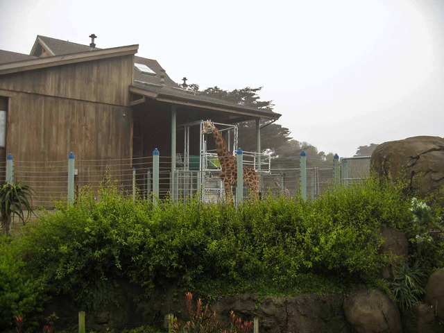 Giraffe 1_edit