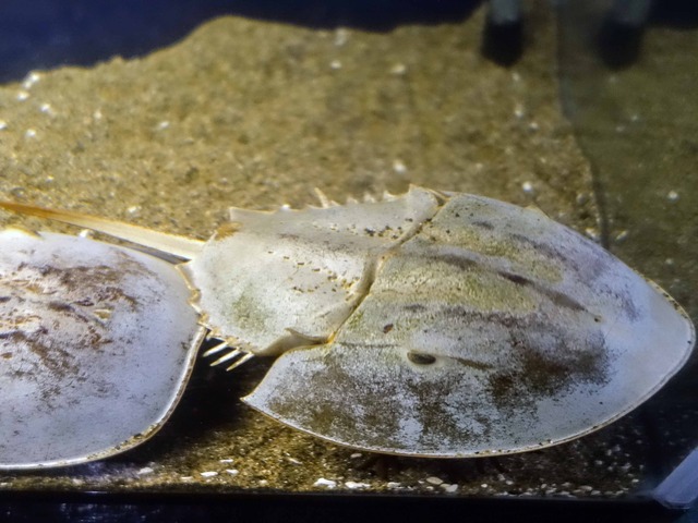アメリカ・カブトガニ 6_edit