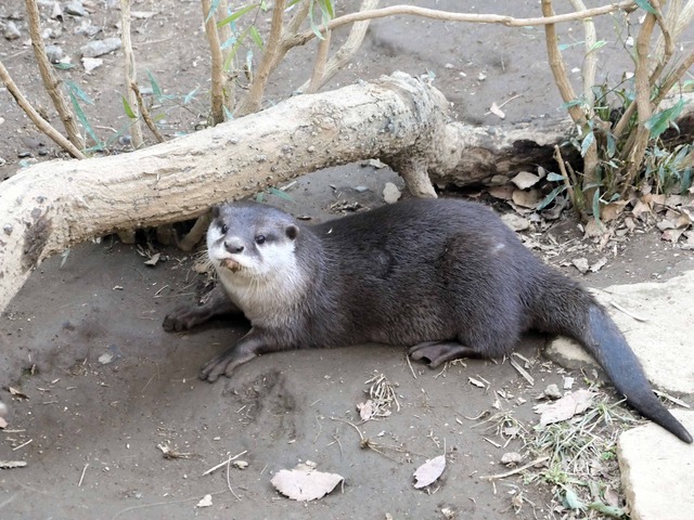 コツメカワウソ 10_edit