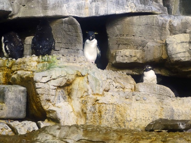 ペンギン 9_edit