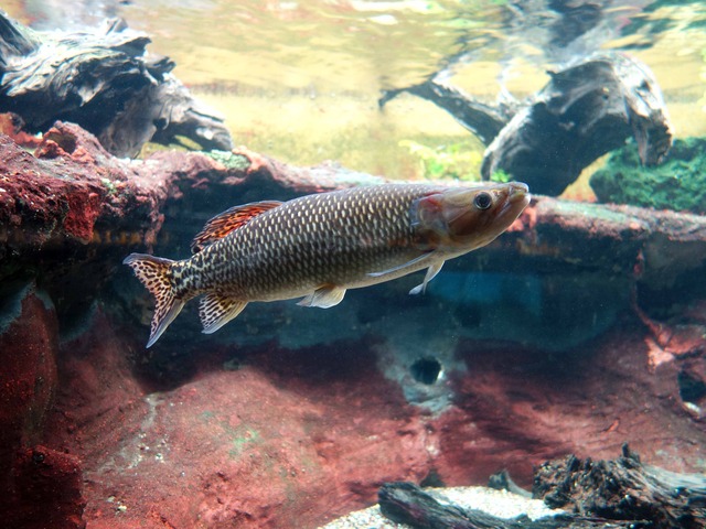 Kafue pike 2_edit