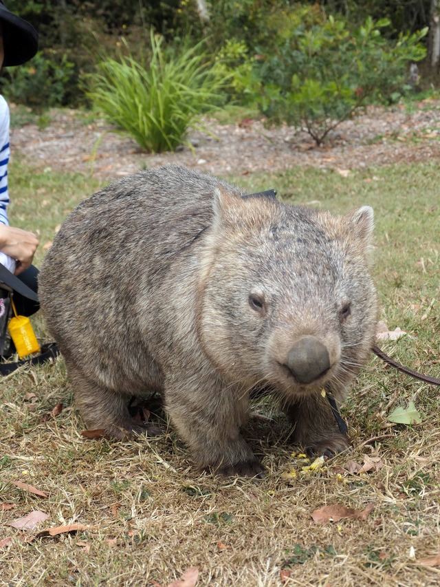Wombat Walk 4_edit