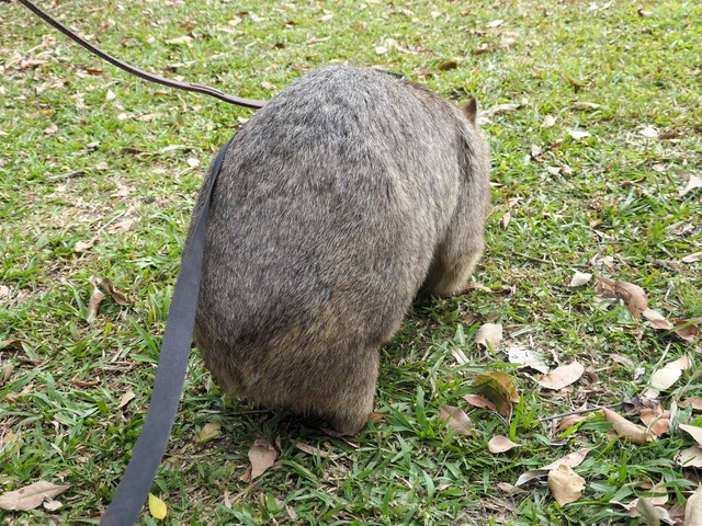 Wombat Walk 15_edit