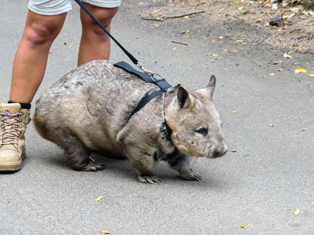 Wombat Walk 78_edit