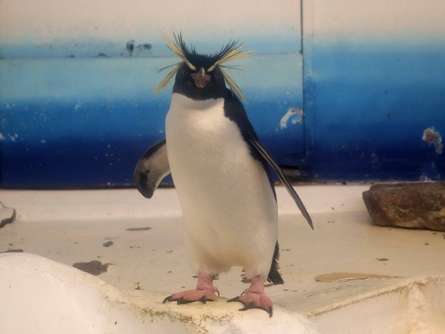 イワトビペンギン 5_edit