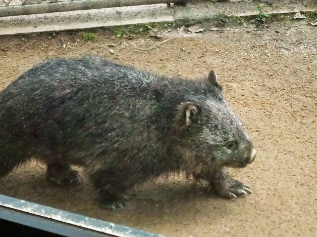 コウ 112_edit