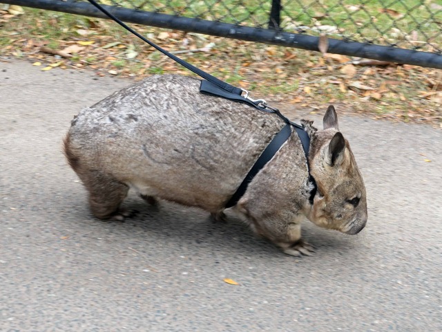 Wombat Walk 45_edit