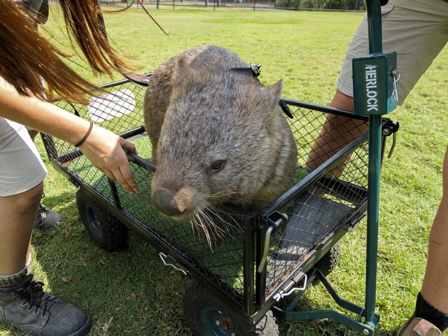 Wombat Walk 36_edit