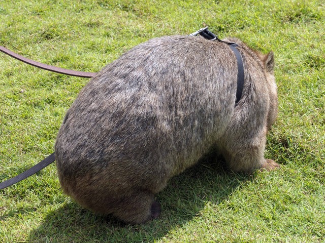 Wombat Walk 30_edit