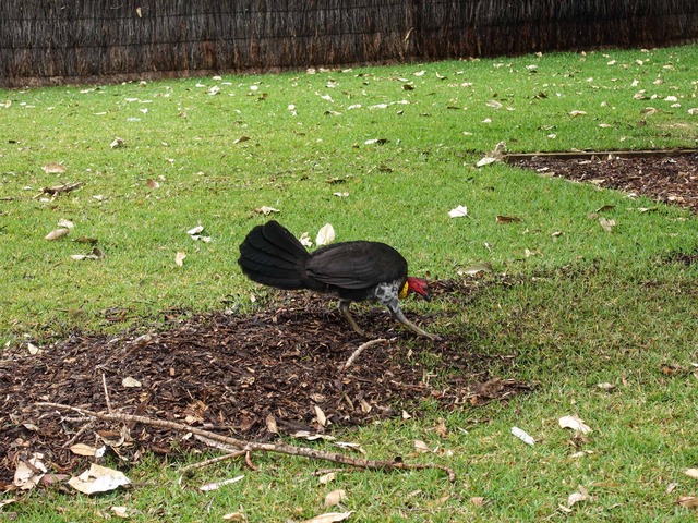ヤブツカツクリ Bush Turkey 4_edit