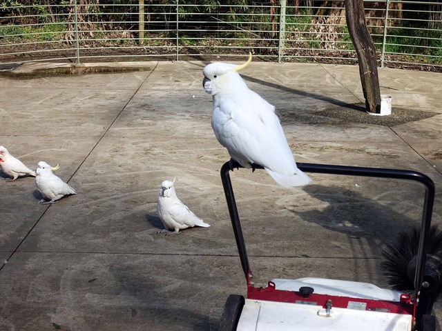 Bird Feeding & Viewing Area 8_edit