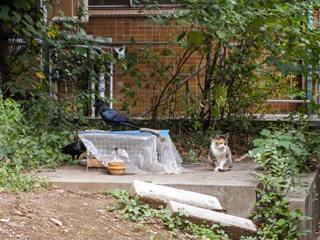 カラスと猫 1_edit