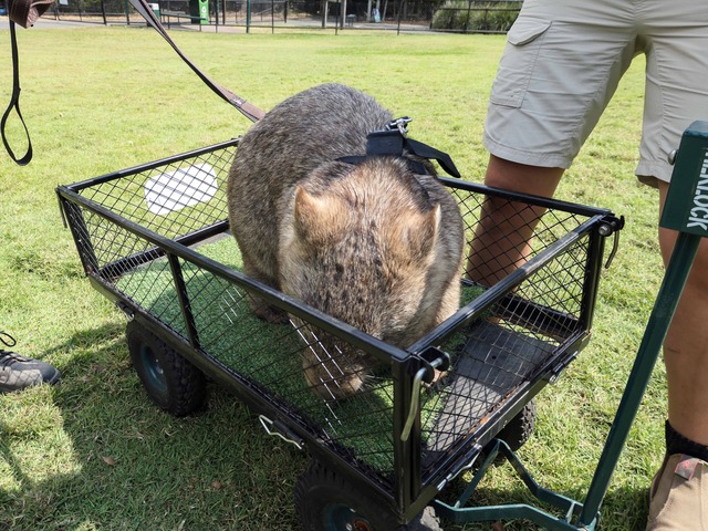 Wombat Walk 38_edit