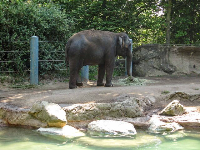 Elephant 3_edit