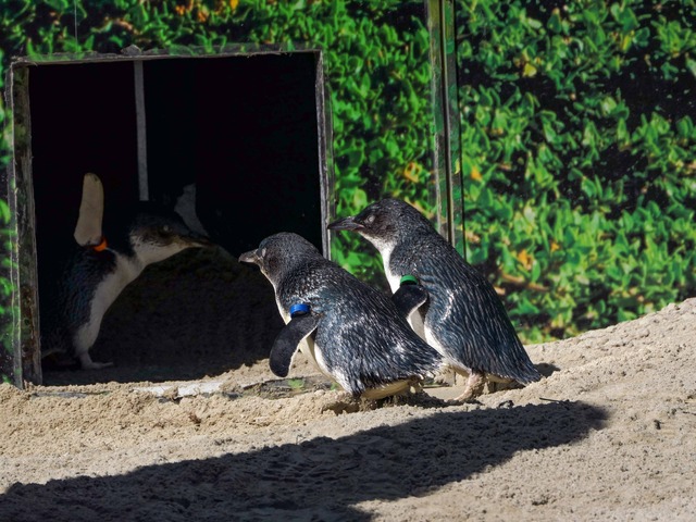 リトル・ペンギン 2_edit