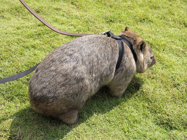 Wombat Walk 26_edit