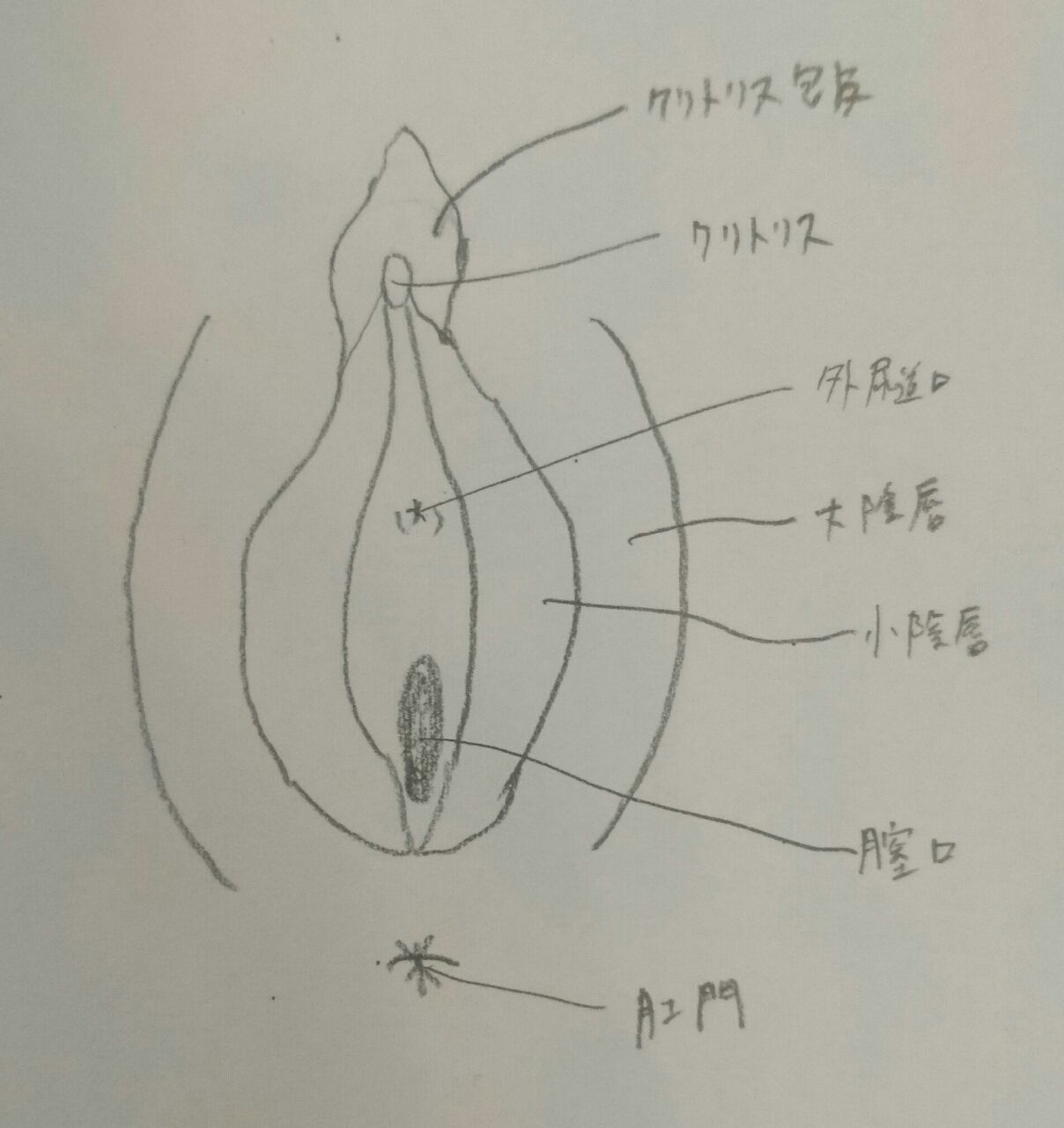 高須クリニック高須幹弥の美容整形症例画像写真集 小陰唇縮小手術の術式について(高須幹弥の場合)。