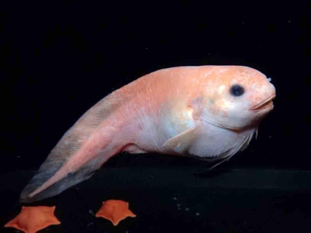 羅臼沖で新種の深海魚 札幌市西区琴似のd Room