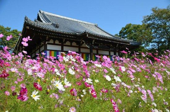 花ものがたり 奈良県 般若寺 コスモスの巻 Droplinkプラットフォーム 花ものがたり 奈良県 般若寺 コスモスの巻 Droplinkプラットフォーム