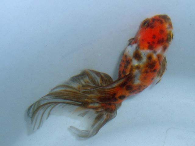 松かさ病 薬浴1週間後 我が家の金魚たち 松かさ病 薬浴1週間後 我が家の金魚たち